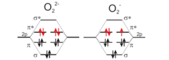 Figure 1: Molecular orbital energy scheme for paramagnetic superoxide (right) and diamagnetic peroxide (left) ions