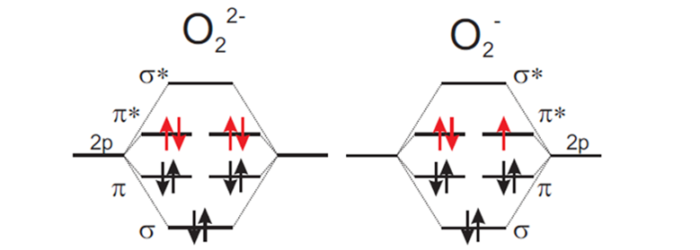 Figure 1: Molecular orbital energy scheme for paramagnetic superoxide (right) and diamagnetic peroxide (left) ions