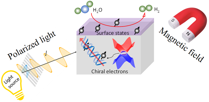 Figure 2. Chiral electrons in topological semimetals could interact with polarized light or magnetic field. This influence the chemical potential of electrons and then tailoring the catalytic behaviors.